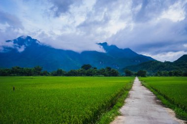 Lac köyü, Mai Chau Vadisi, Vietnam, Güneydoğu Asya 'da kırsal yolu olan bir pirinç tarlası. Seyahat ve doğa kavramı.