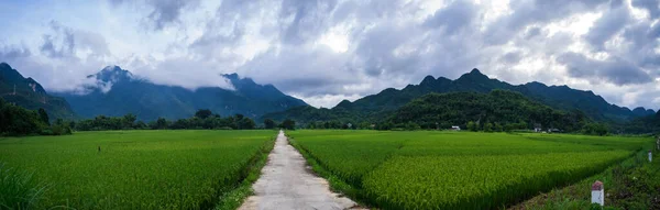 Terraced rice field with rural road in Lac village, Mai Chau Valley, Vietnam, Southeast Asia. Travel and nature concept.