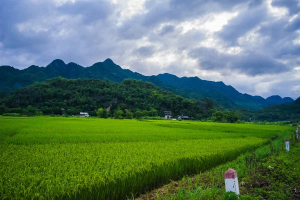 Campo Arroz Verde Montanhas Vale Mai Chau Vietnã Sudeste Asiático — Fotografia de Stock