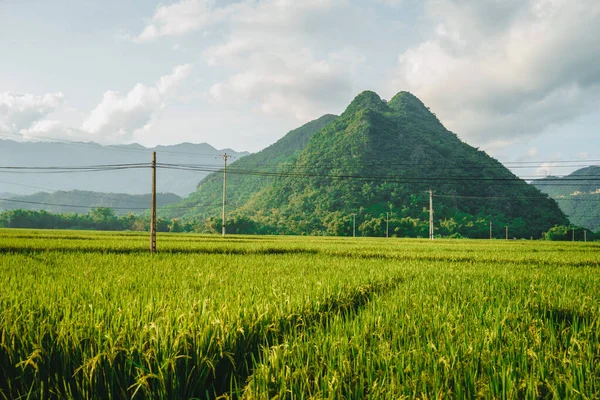 Πράσινο Χωράφι Ρυζιού Και Βουνά Mai Chau Valley Βιετνάμ Νοτιοανατολική — Φωτογραφία Αρχείου