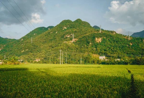 Πράσινο Χωράφι Ρυζιού Και Βουνά Mai Chau Valley Βιετνάμ Νοτιοανατολική — Φωτογραφία Αρχείου