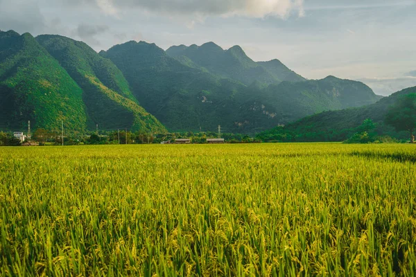 Grüne Reisfelder Und Berge Mai Chau Valley Vietnam Südostasien Reise — Stockfoto