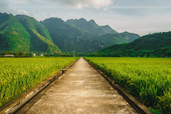 Terrasserad Risfält Med Landsväg Lac Byn Mai Chau Valley Vietnam — Stockfoto