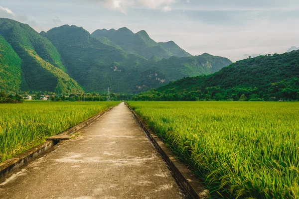 Terraced rice field with rural road in Lac village, Mai Chau Valley, Vietnam, Southeast Asia. Travel and nature concept.