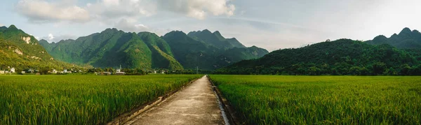 Террасовое Рисовое Поле Сельской Дорогой Деревне Лак Долина Май Чау — стоковое фото