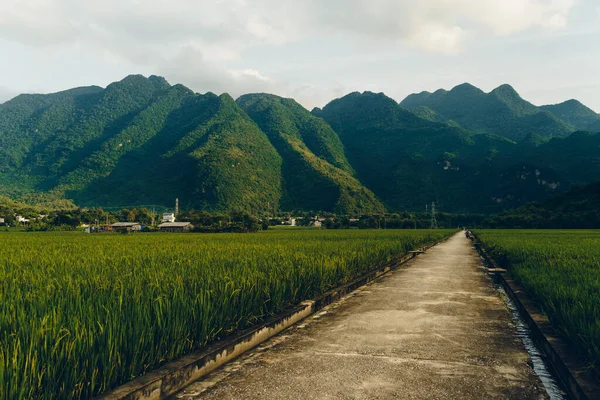 Terraced Ορυζώνες Αγροτικό Δρόμο Στο Χωριό Lac Mai Chau Valley — Φωτογραφία Αρχείου