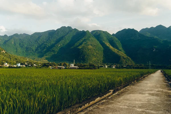 Terrasserad Risfält Med Landsväg Lac Byn Mai Chau Valley Vietnam — Stockfoto