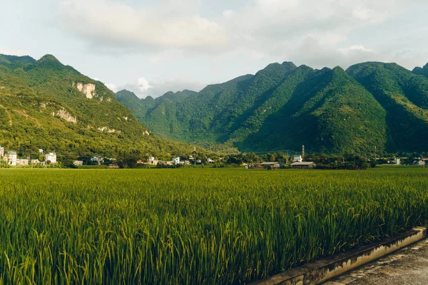 Terrasserad Risfält Med Landsväg Lac Byn Mai Chau Valley Vietnam — Stockfoto
