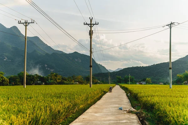 Terrasserad Risfält Med Landsväg Lac Byn Mai Chau Valley Vietnam — Stockfoto