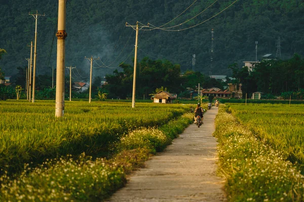 Террасовое Рисовое Поле Сельской Дорогой Деревне Лак Долина Май Чау — стоковое фото