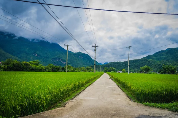 Terrasserad Risfält Med Landsväg Lac Byn Mai Chau Valley Vietnam — Stockfoto