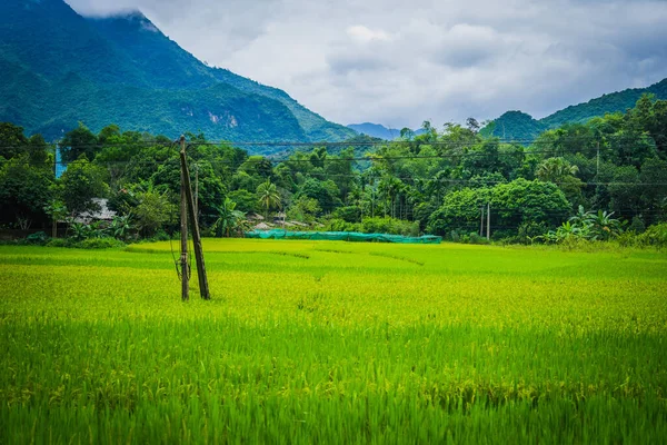 Зеленое Рисовое Поле Горы Долина Май Чау Вьетнам Юго Восточная — стоковое фото