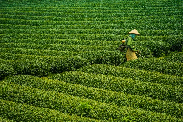 Terraço Filas Chá Verde Moc Chau Highland Son Província Vietnã — Fotografia de Stock