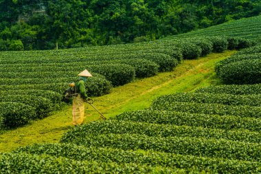 Son La vilayeti, Vietnam 'daki Moc Chau Highland teras yeşil çay arsaları. Doğa ve manzara kavramı.