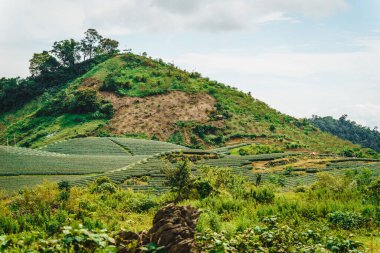 Son La vilayeti, Vietnam 'daki Moc Chau Highland teras yeşil çay arsaları. Doğa ve manzara kavramı.