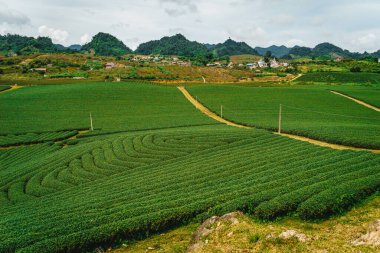 Son La vilayeti, Vietnam 'daki Moc Chau Highland teras yeşil çay arsaları. Doğa ve manzara kavramı.