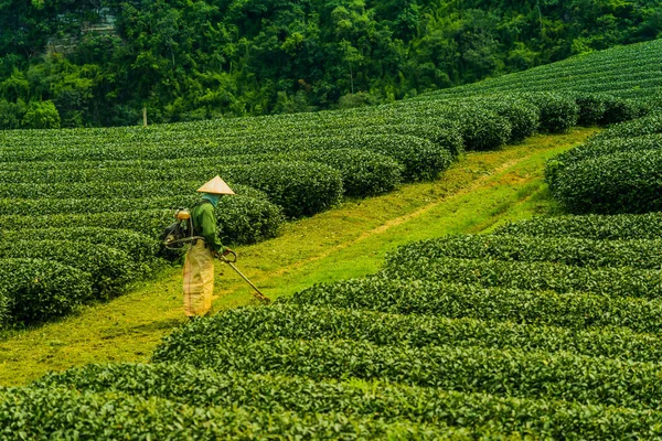 Terraço Filas Chá Verde Moc Chau Highland Son Província Vietnã — Fotografia de Stock