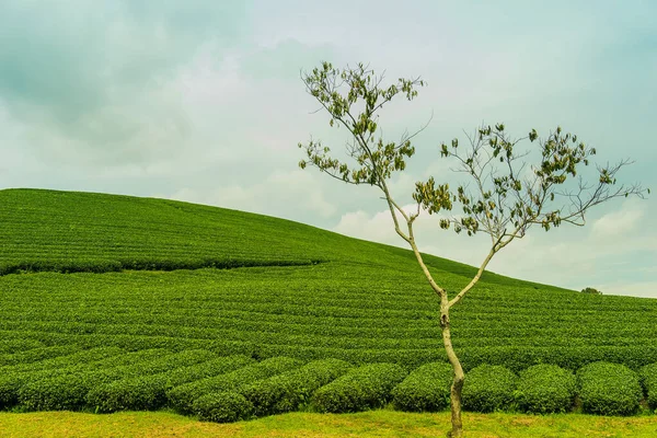 Terraço Filas Chá Verde Moc Chau Highland Son Província Vietnã — Fotografia de Stock