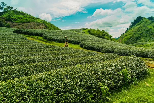 Terraço Filas Chá Verde Moc Chau Highland Son Província Vietnã — Fotografia de Stock