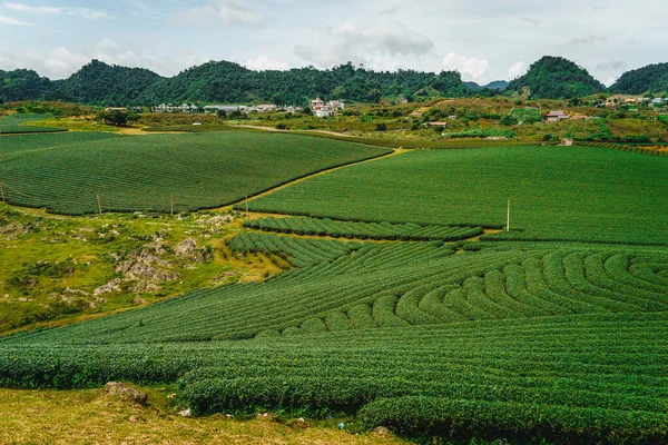 stock image Terrace green tea fileds in Moc Chau Highland, Son La province, Vietnam. Nature and landscape concept.