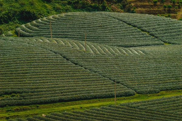 Terraço Filas Chá Verde Moc Chau Highland Son Província Vietnã — Fotografia de Stock