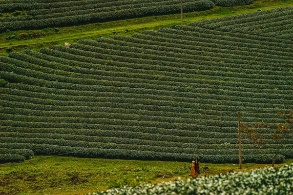 Terraço Filas Chá Verde Moc Chau Highland Son Província Vietnã — Fotografia de Stock