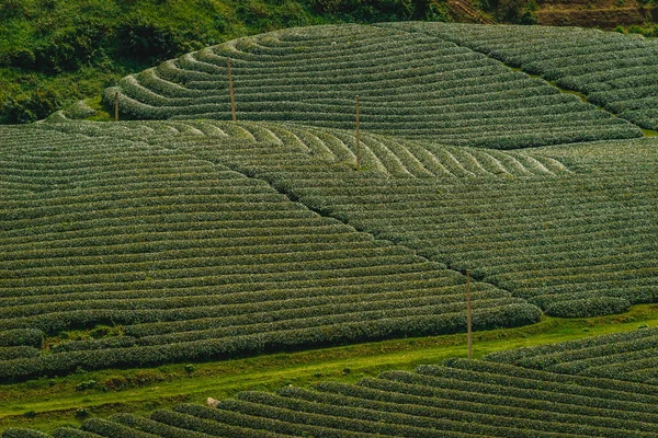 Son Vilayeti Vietnam Daki Moc Chau Highland Teras Yeşil Çay — Stok fotoğraf