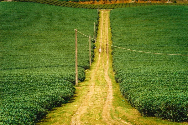 Terrace Green Tea Fileds Moc Chau Highland Son Province Vietnam — Stock Photo, Image