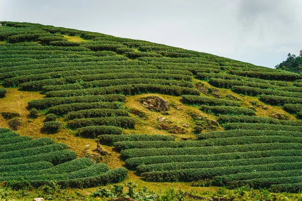 Terraço Filas Chá Verde Moc Chau Highland Son Província Vietnã — Fotografia de Stock