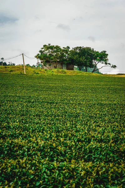 Αίθριο Πράσινο Τσάι Fileds Moc Chau Highland Son Επαρχία Βιετνάμ — Φωτογραφία Αρχείου