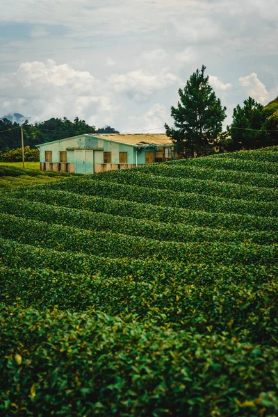 Terraço Filas Chá Verde Moc Chau Highland Son Província Vietnã — Fotografia de Stock