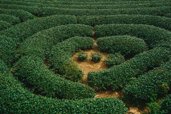 Terras Groene Thee Vijlen Moc Chau Highland Son Provincie Vietnam — Stockfoto