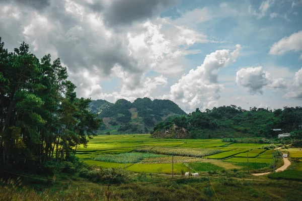 Zelená Rýžová Pole Kopce Pohled Jezera Ban Ang Moc Chau — Stock fotografie