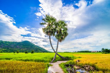 Vietnam 'ın Tay Ninh bölgesinden ikiz palmiye ağaçlarının güzel manzarası ve güzel dağları olan pirinç tarlaları. Seyahat ve doğa kavramı