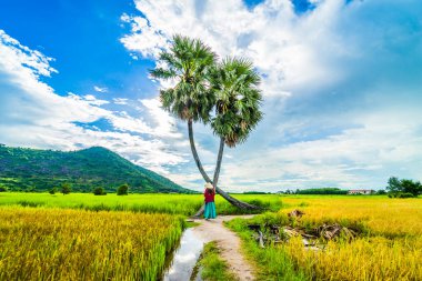 Koyu kırmızı ve yeşil renkli geleneksel kostüm giyen Vietnamlı kız sarı yeşil pirinç tarlasında yürüyen konik şapkalı ve iki palmiye ağacı olan Ba Den Dağı 'nın arka planında mavi gökyüzü. Seyahat kavramı.