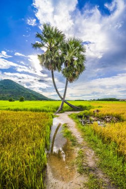 Koyu kırmızı ve yeşil renkli geleneksel kostüm giyen Vietnamlı kız sarı yeşil pirinç tarlasında yürüyen konik şapkalı ve iki palmiye ağacı olan Ba Den Dağı 'nın arka planında mavi gökyüzü. Seyahat kavramı.