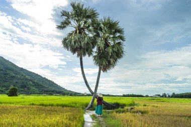 Koyu kırmızı ve yeşil renkli geleneksel kostüm giyen Vietnamlı kız sarı yeşil pirinç tarlasında yürüyen konik şapkalı ve iki palmiye ağacı olan Ba Den Dağı 'nın arka planında mavi gökyüzü. Seyahat kavramı.