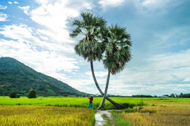 Koyu kırmızı ve yeşil renkli geleneksel kostüm giyen Vietnamlı kız sarı yeşil pirinç tarlasında yürüyen konik şapkalı ve iki palmiye ağacı olan Ba Den Dağı 'nın arka planında mavi gökyüzü. Seyahat kavramı.
