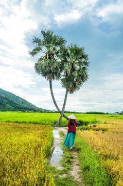 Koyu kırmızı ve yeşil renkli geleneksel kostüm giyen Vietnamlı kız sarı yeşil pirinç tarlasında yürüyen konik şapkalı ve iki palmiye ağacı olan Ba Den Dağı 'nın arka planında mavi gökyüzü. Seyahat kavramı.