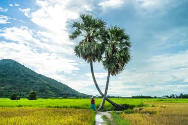 Koyu kırmızı ve yeşil renkli geleneksel kostüm giyen Vietnamlı kız sarı yeşil pirinç tarlasında yürüyen konik şapkalı ve iki palmiye ağacı olan Ba Den Dağı 'nın arka planında mavi gökyüzü. Seyahat kavramı.