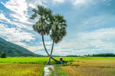 Koyu kırmızı ve yeşil renkli geleneksel kostüm giyen Vietnamlı kız sarı yeşil pirinç tarlasında yürüyen konik şapkalı ve iki palmiye ağacı olan Ba Den Dağı 'nın arka planında mavi gökyüzü. Seyahat kavramı.