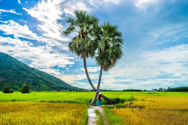 Koyu kırmızı ve yeşil renkli geleneksel kostüm giyen Vietnamlı kız sarı yeşil pirinç tarlasında yürüyen konik şapkalı ve iki palmiye ağacı olan Ba Den Dağı 'nın arka planında mavi gökyüzü. Seyahat kavramı.