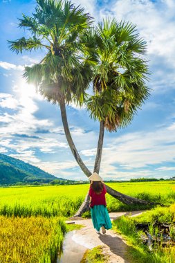 Koyu kırmızı ve yeşil renkli geleneksel kostüm giyen Vietnamlı kız sarı yeşil pirinç tarlasında yürüyen konik şapkalı ve iki palmiye ağacı olan Ba Den Dağı 'nın arka planında mavi gökyüzü. Seyahat kavramı.