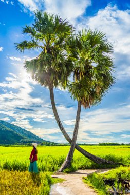 Koyu kırmızı ve yeşil renkli geleneksel kostüm giyen Vietnamlı kız sarı yeşil pirinç tarlasında yürüyen konik şapkalı ve iki palmiye ağacı olan Ba Den Dağı 'nın arka planında mavi gökyüzü. Seyahat kavramı.