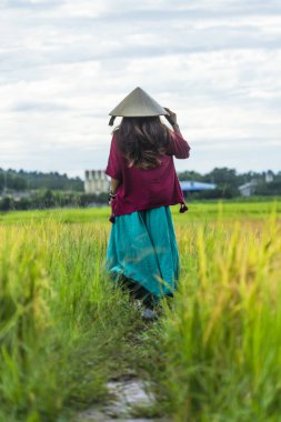 Koyu kırmızı ve yeşil renkli geleneksel kostüm giyen Vietnamlı kız. Sarı ve yeşil pirinç tarlasında yürüyen konik şapkalı. Seyahat kavramı.