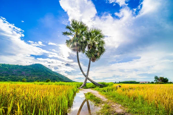 Όμορφο Τοπίο Των Διδύμων Φοίνικα Από Την Επαρχία Tay Ninh — Φωτογραφία Αρχείου