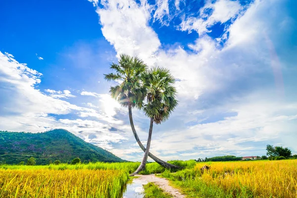 Piękny Krajobraz Bliźniąt Palmy Prowincji Tay Ninh Wietnamu Kraju Pola — Zdjęcie stockowe