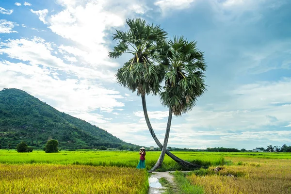 Koyu kırmızı ve yeşil renkli geleneksel kostüm giyen Vietnamlı kız sarı yeşil pirinç tarlasında yürüyen konik şapkalı ve iki palmiye ağacı olan Ba Den Dağı 'nın arka planında mavi gökyüzü. Seyahat kavramı.