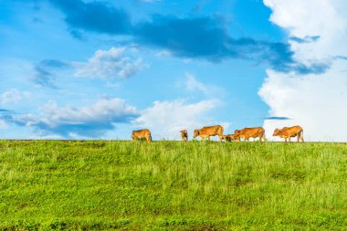 Gün batımında yeşil tepeler ve çayırların (tarımsal alanlar) resimli panoramik manzarası. İnekler otluyor, yakın plan. Mavi gökyüzü ve arka planda bulutlar. Idyllic kırsal alanı.