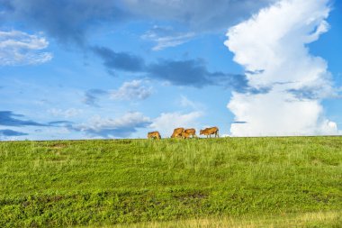 Gün batımında yeşil tepeler ve çayırların (tarımsal alanlar) resimli panoramik manzarası. İnekler otluyor, yakın plan. Mavi gökyüzü ve arka planda bulutlar. Idyllic kırsal alanı.